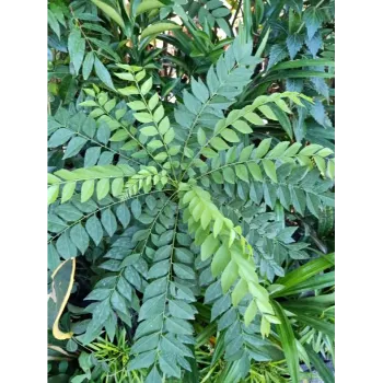 Natural Dry Curry Leaves